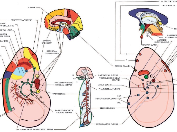 loci medecinae_extrait