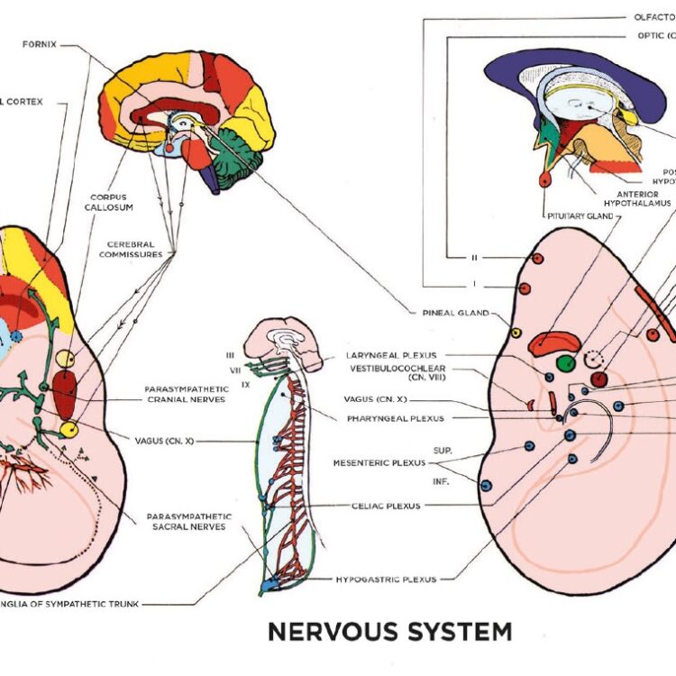 loci medecinae_extrait_horizontal